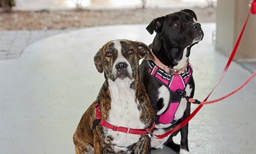 Two dogs sitting on leashes