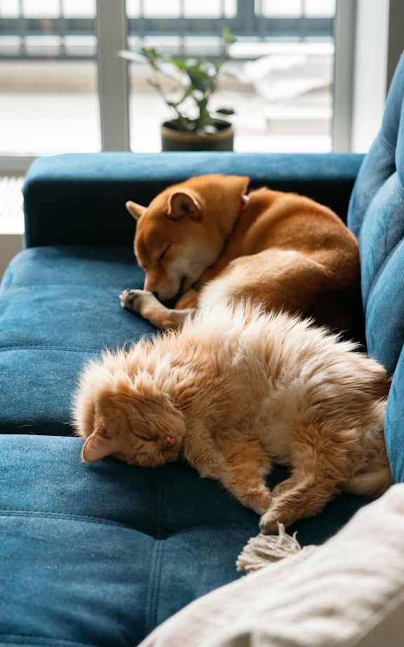 A Cat and a Dog Sleeping on a Couch at Estia Roseville Apartments, Roseville, CA