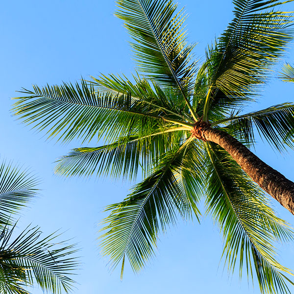 Cypress Palms photo
