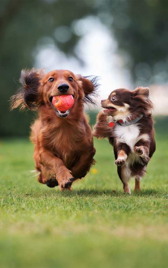 A dog is running with a ball in its mouth.