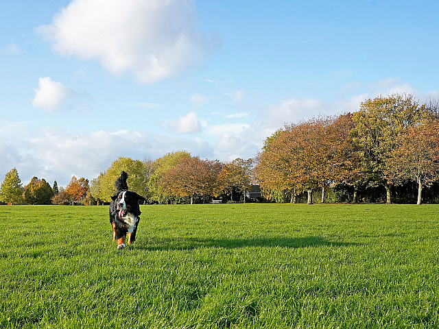 Vibrant park scene with a joyful dog running across a lush green field under a clear blue sky, surrounded by autumn-colored trees.