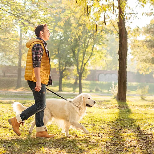 Man enjoying a sunny day walking a golden retriever in a vibrant park setting.