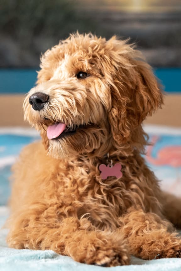 Pet-Friendly Apartments