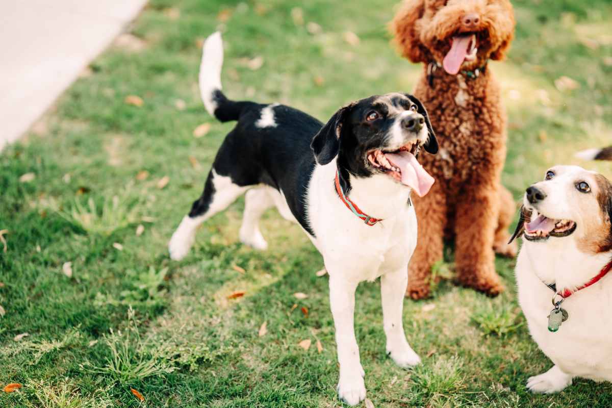 dogs happily playing at the on-site dog park at The Heights at Waterpointe in Flowood, Mississippi