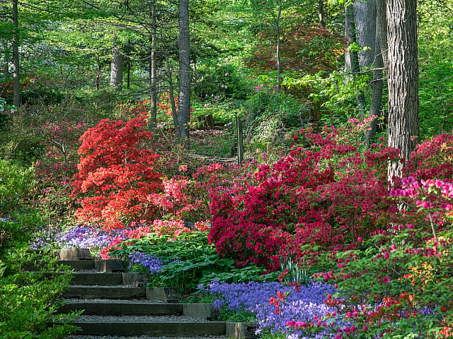 Vibrant garden pathway adorned with blooming red, pink, and purple flowers surrounded by lush greenery.