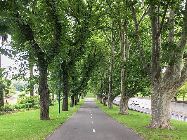 Serene tree-lined pathway offering a refreshing green landscape, perfect for leisurely walks and nature appreciation.