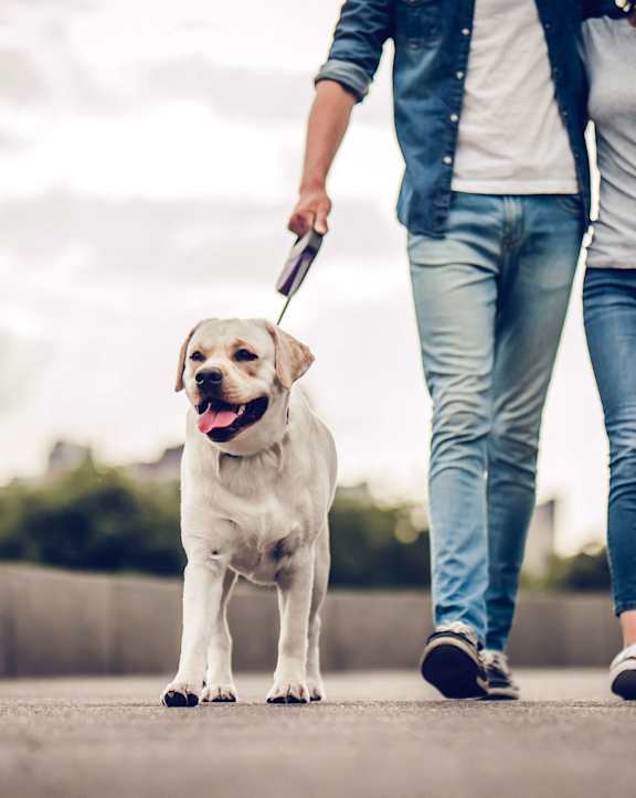 a person walking a dog on a leash on a sidewalk at Avilla Vista Ranch Apartments, Liberty Hill