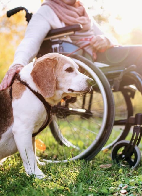 A Women Sitting on a Wheelchair with her Service Dog at Anchor at Gulf Harbors 62+ Apartments, New Port Richey, 34652