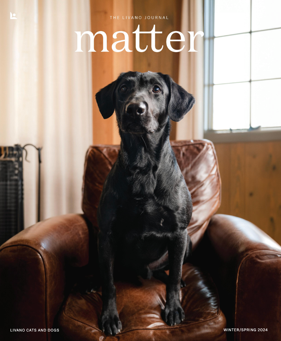 Black lab sitting in a brown leather armchair; 