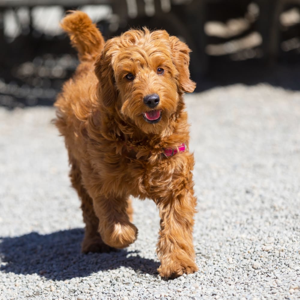 Pet-friendly homes at Four Peaks in Fountain Hills, Arizona