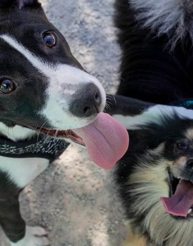 Two dogs on close-up