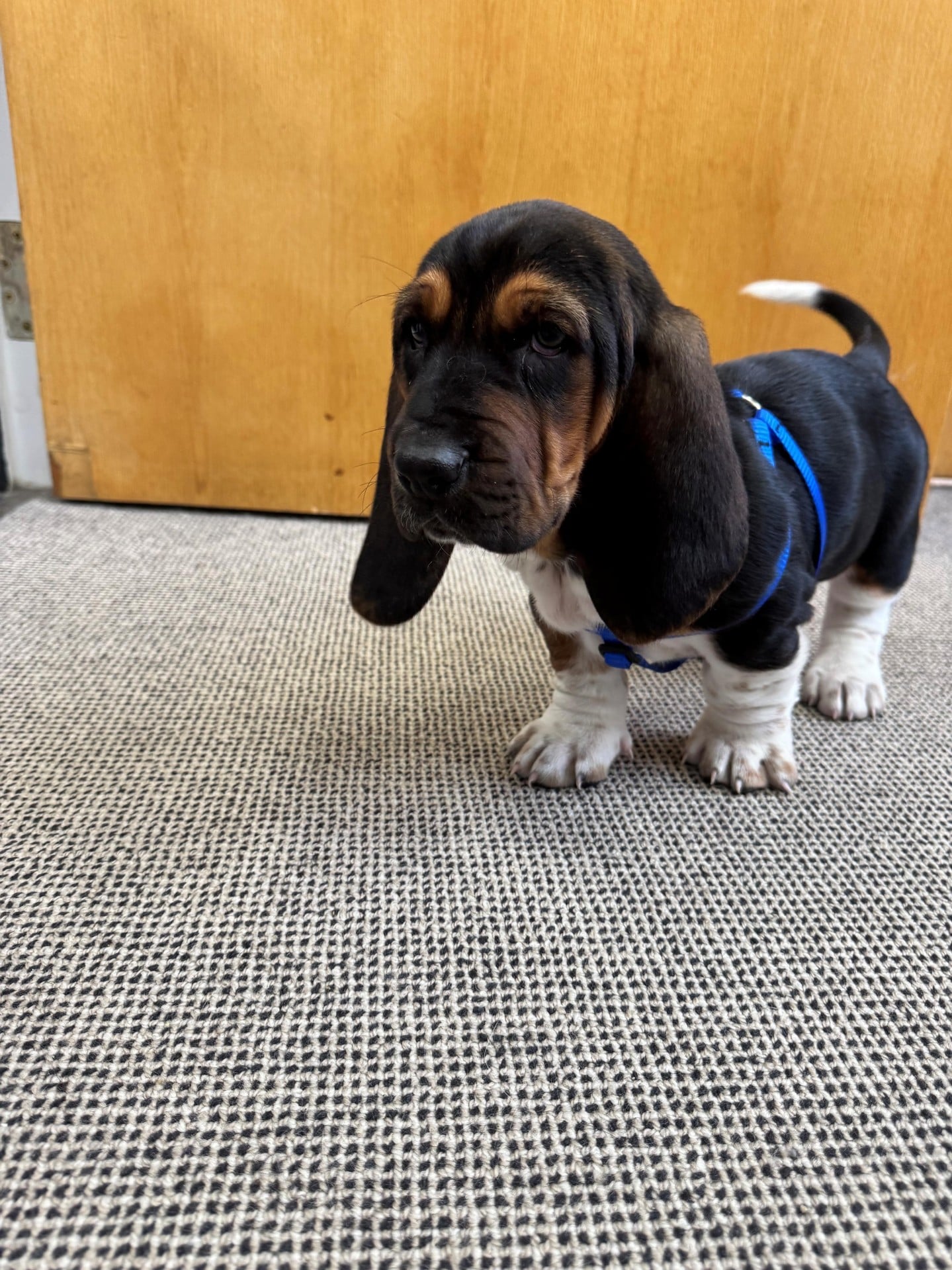📣 Meet our Pet of t...