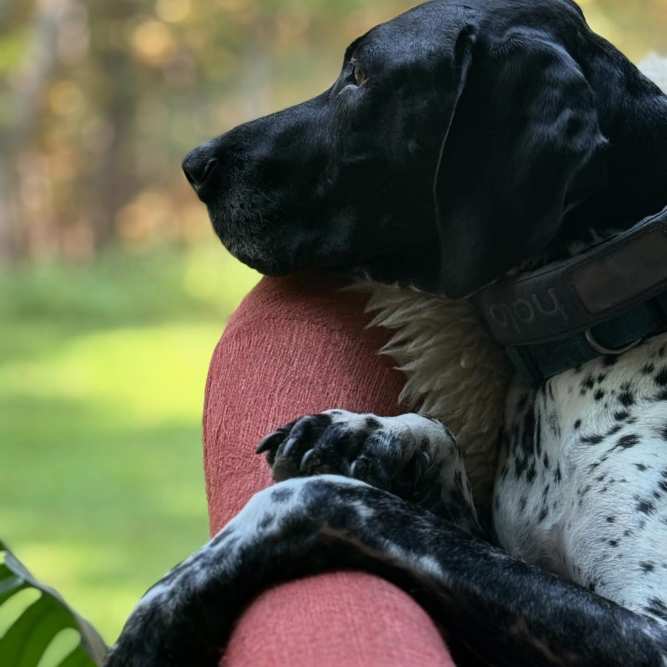 Hamlet at Avalon Park photo