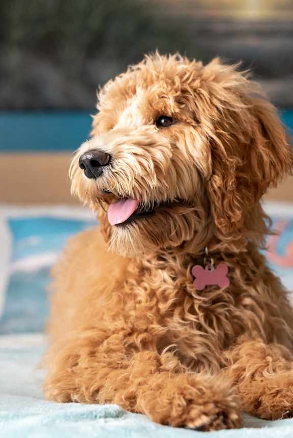 Pet-Friendly Apartments