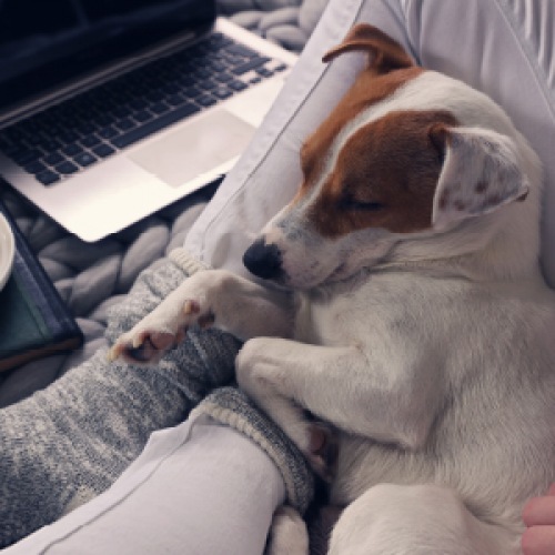 Pet-Friendly Knoll at Briar Chapel