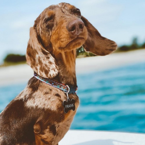 a dog standing on a boat