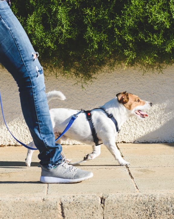 a person walking a dog on a leash on a sidewalk at Avilla Railhead, Cleburne