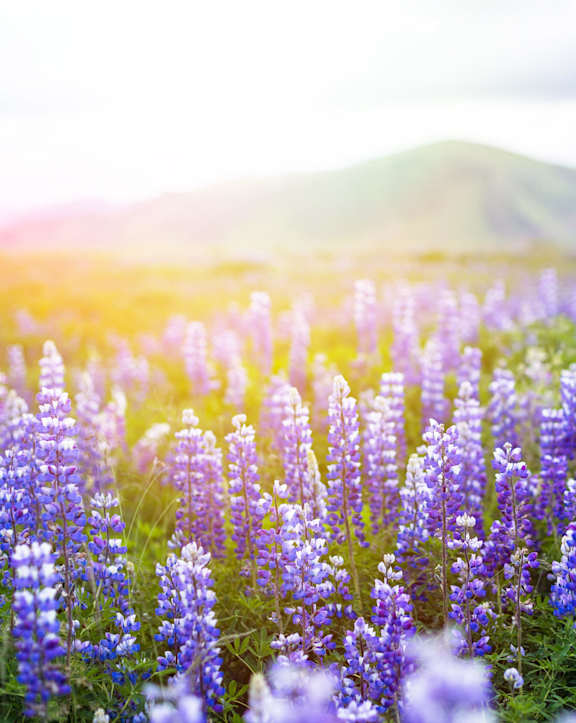 Flowers In A Field at Avilla Railhead, Cleburne