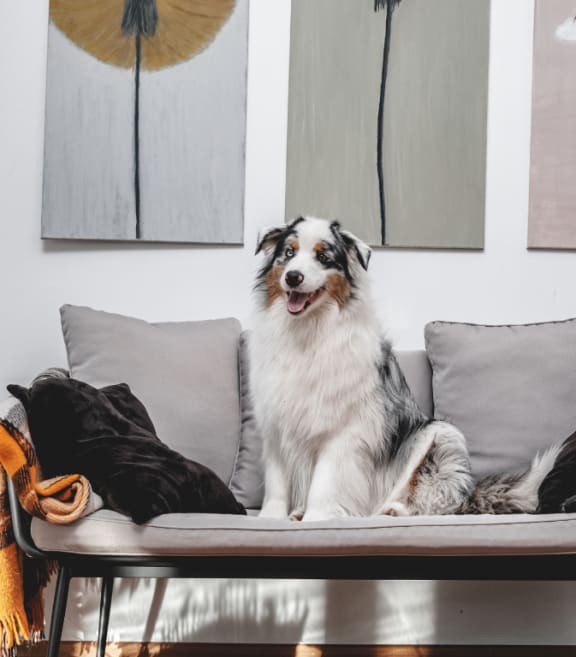 a dog sitting on a couch with pillows
