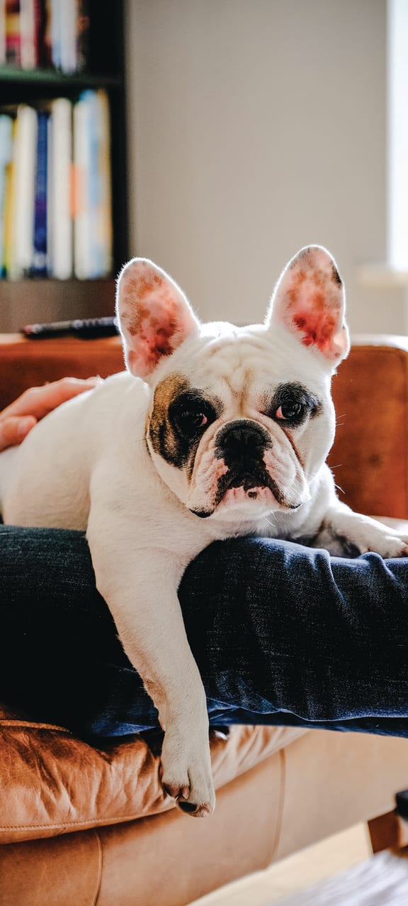 a dog and person sitting on a chair