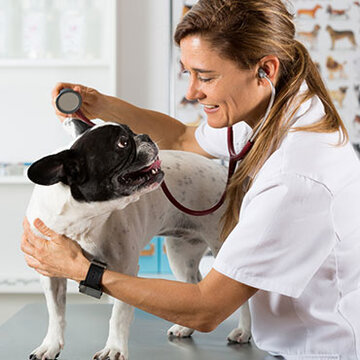 Veterinarians close to Village Apartments