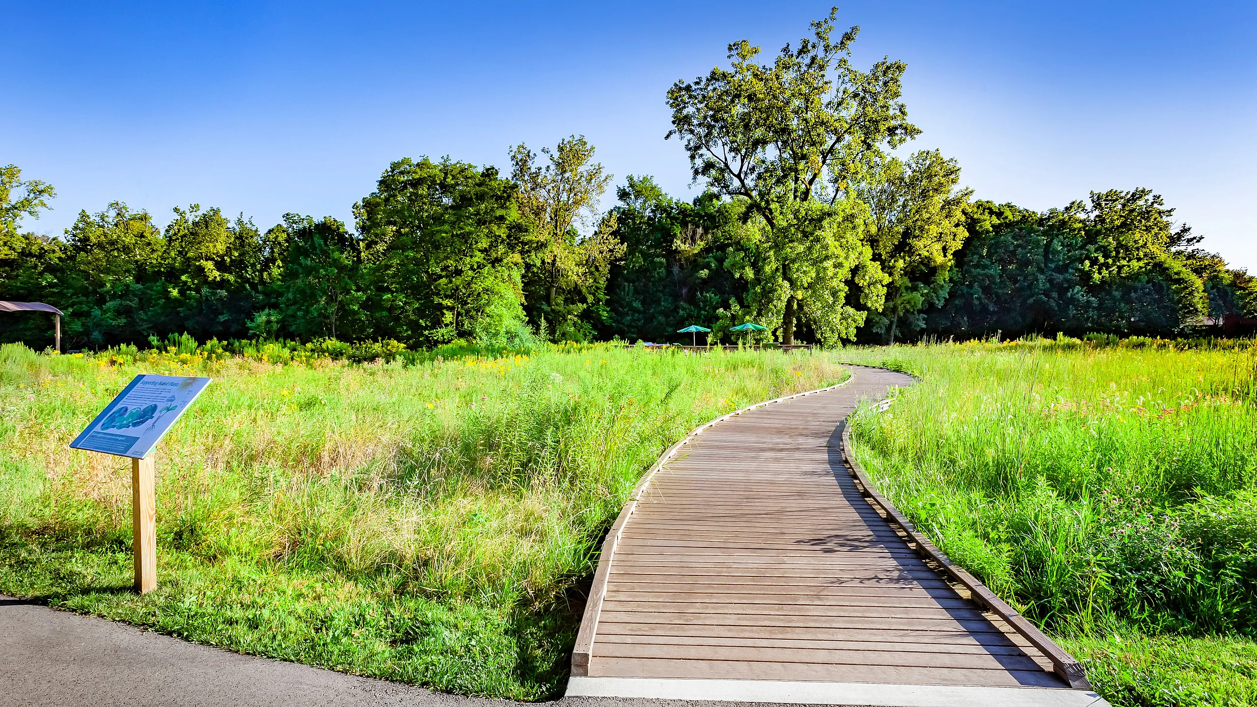 Inviting wooden boardwalk winding through a lush green meadow under a clear blue sky, creating a serene natural landscape.