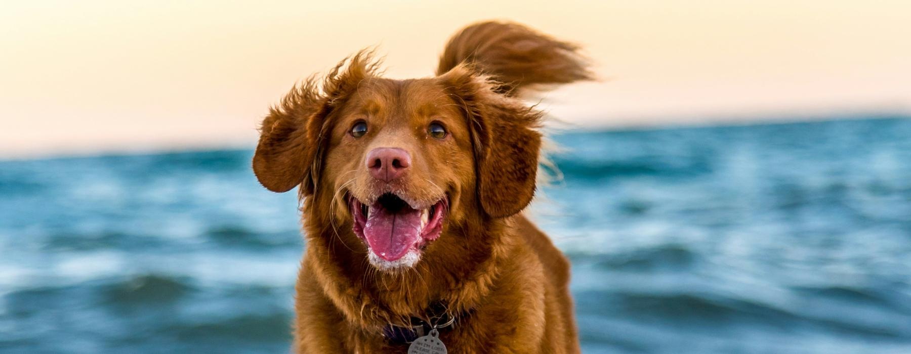 a dog running in the water