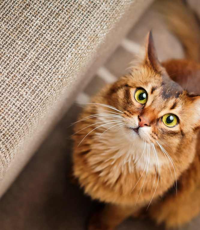 Cat with green eyes looking up Hutchinson in Summerville, South Carolina