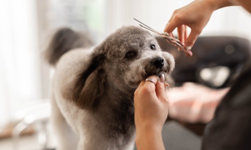 The Signature Canine Suite Cover Image