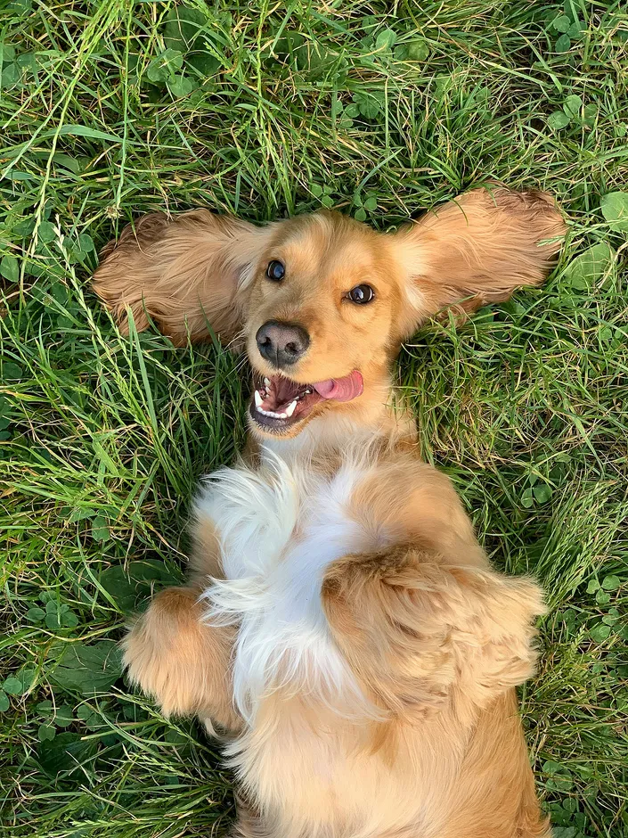 Dog in the grass