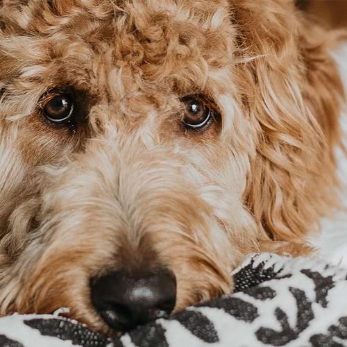 Cute puppy on a blanket