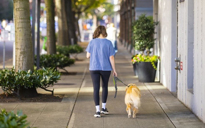 a person walking a dog