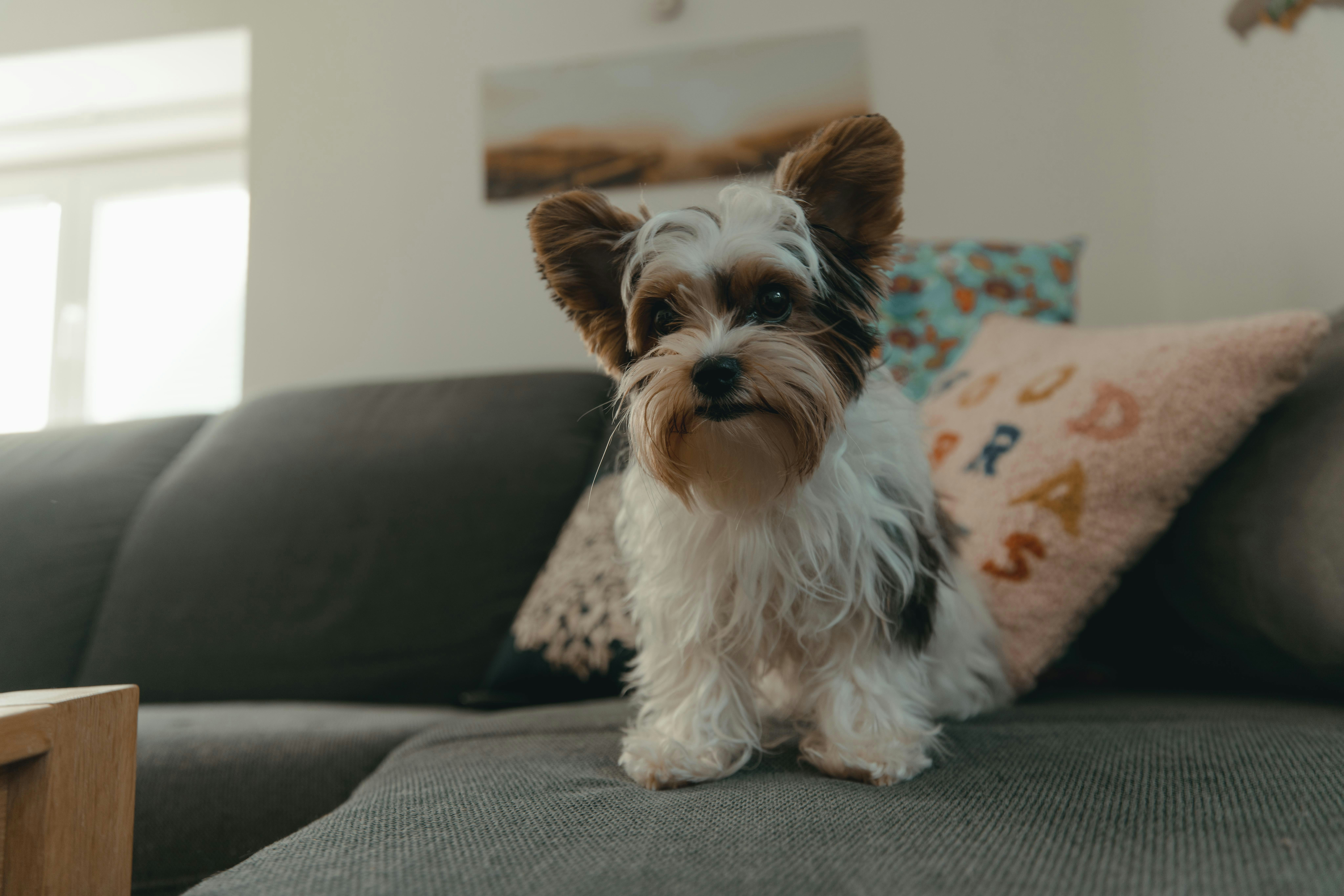Dog on couch stock photo