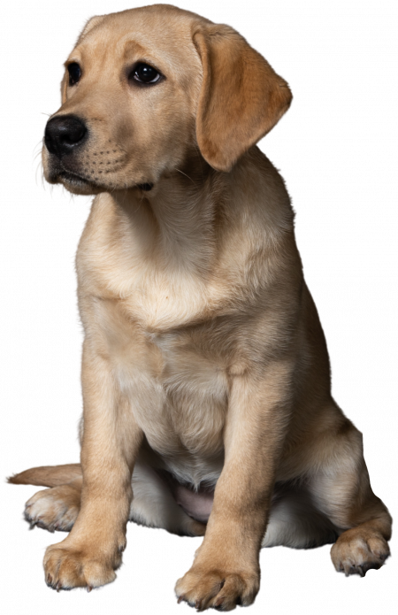 Decorative image of a dog