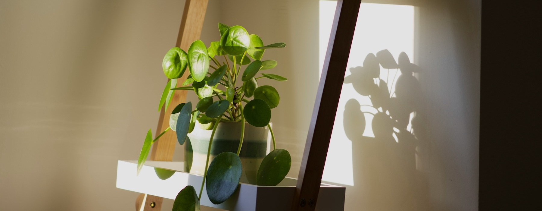 a plant on a shelf