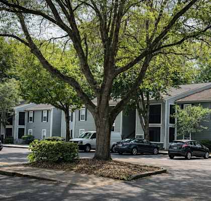 A tree in front of apartment buildings with cars parked in the driveway.