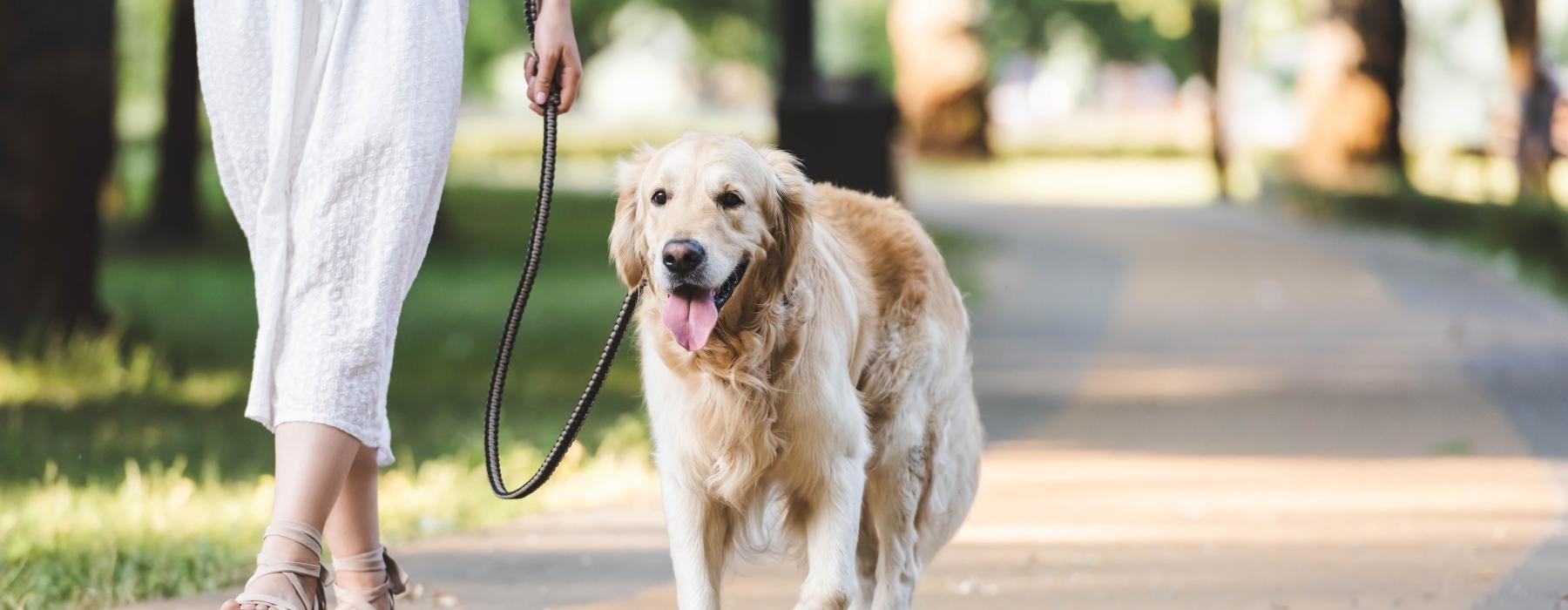 a person walking a dog on a leash