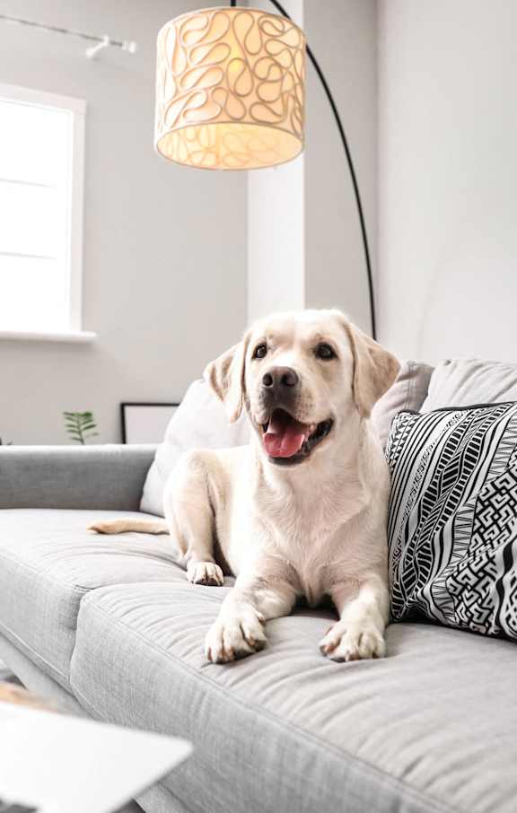 a dog sitting on a couch in a living room