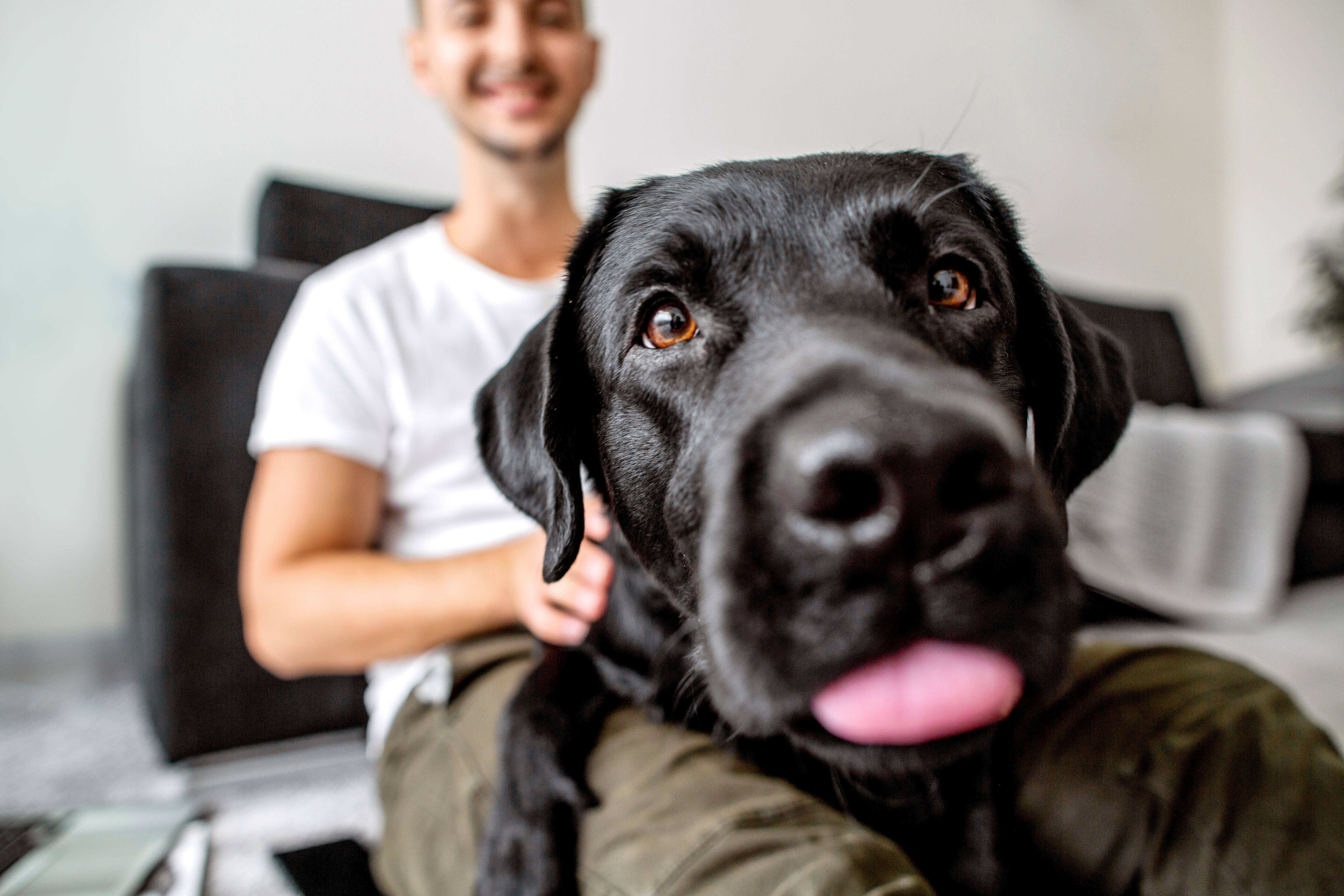 dog stock photo