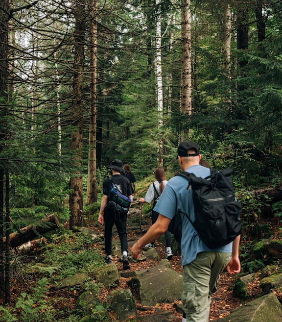 People Hiking Through Forest