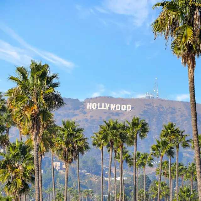 View of the Hollywood sign on a hillside surrounded by tall palm trees under a clear blue sky.