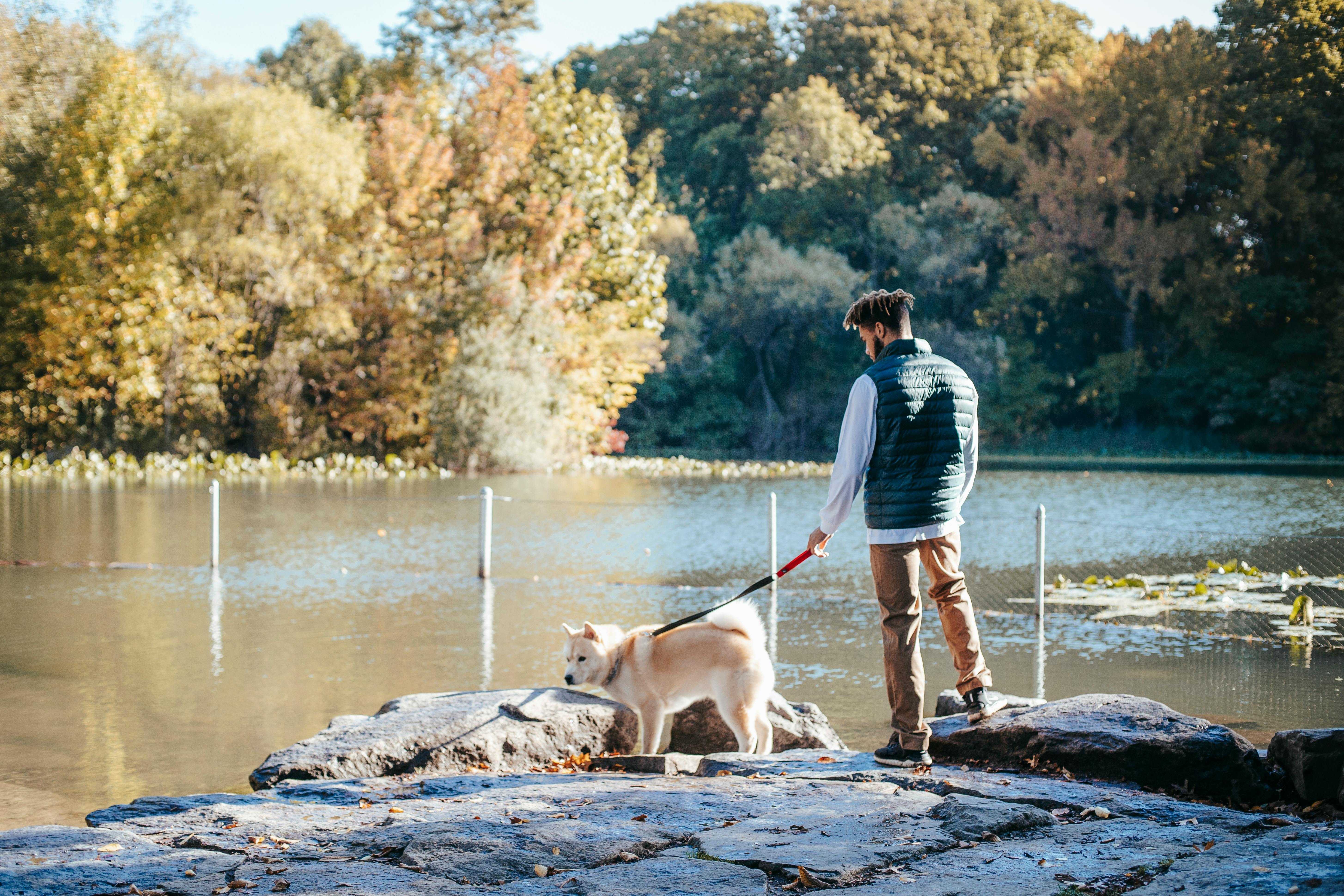 Man with dog by pond stock image