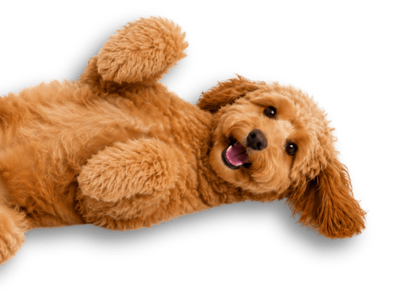 A brown dog is captured in mid-air with its body stretched out and its head turned to the side.
