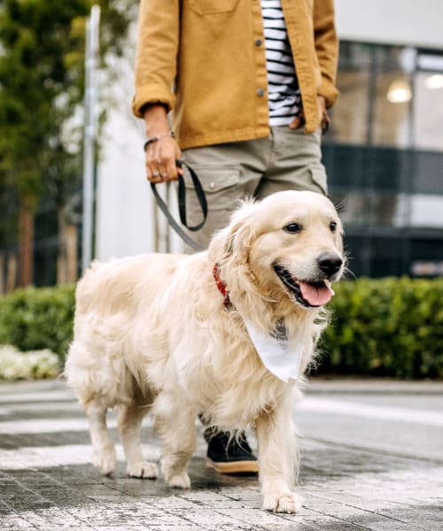 Resident dog going for a walk at at Dupont Meadows in Fort Wayne, Indiana