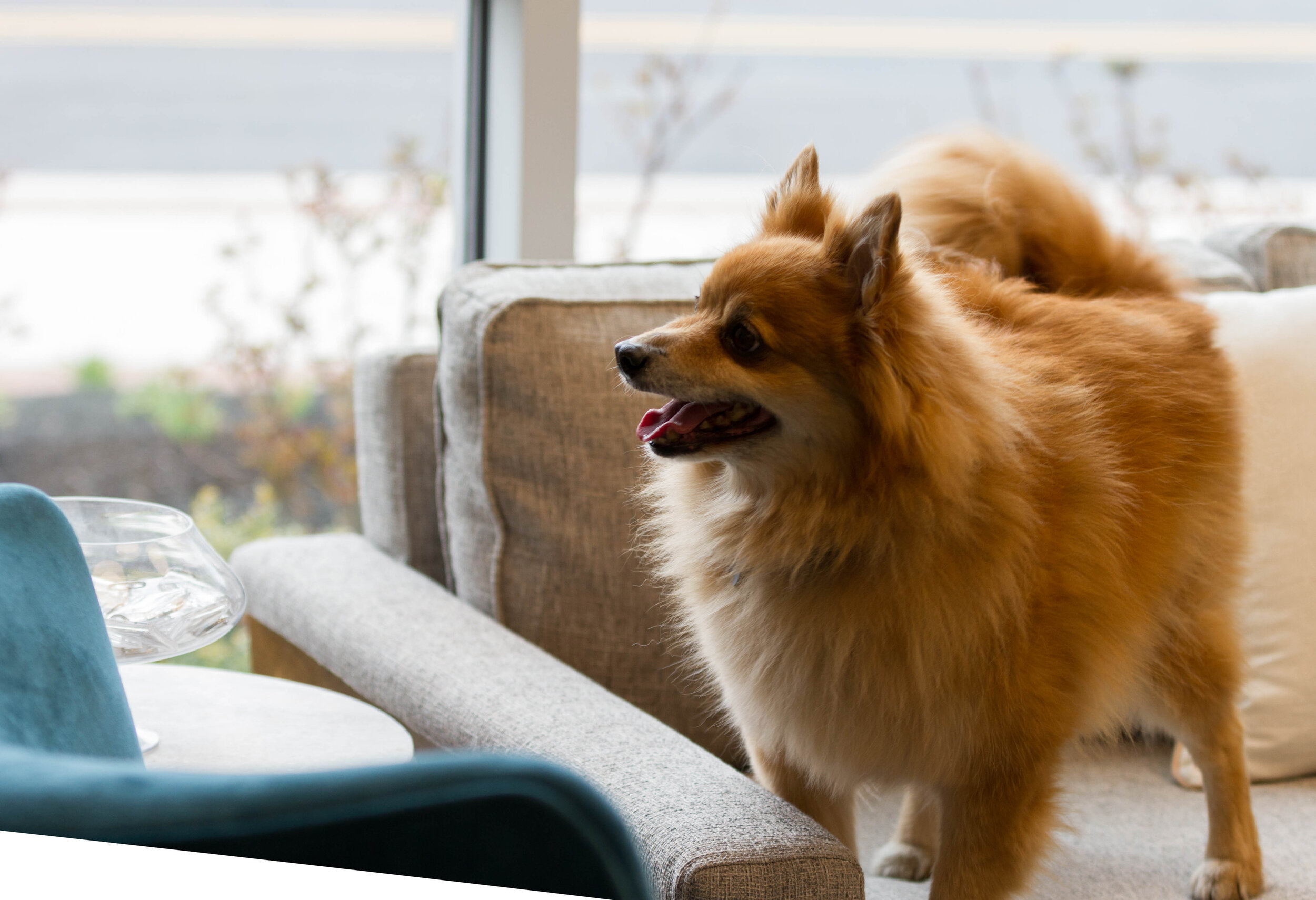 Pet Page Photo_Biscuit.jpg