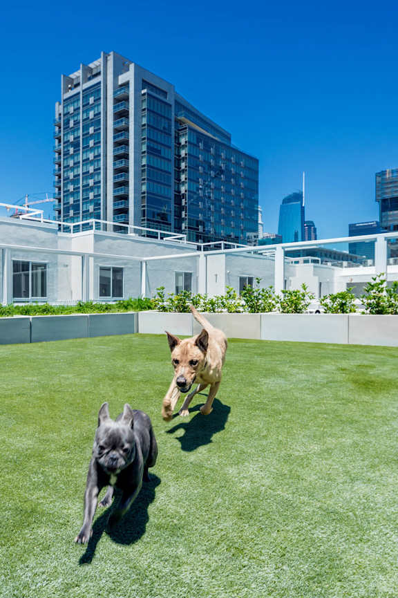 Olive DTLA Pet Area at G12 Apartments, Los Angeles, CA, 90015