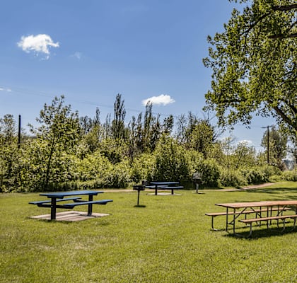Picnic tables are set up in a grassy area with trees in the background.