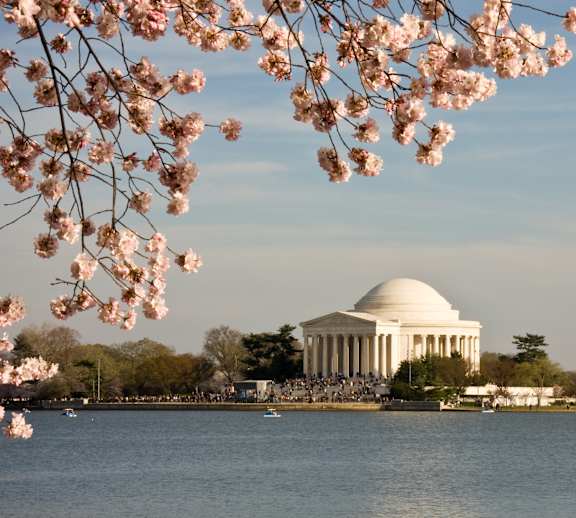 Cherry blossoms in the foreground with a white dome building in the background.