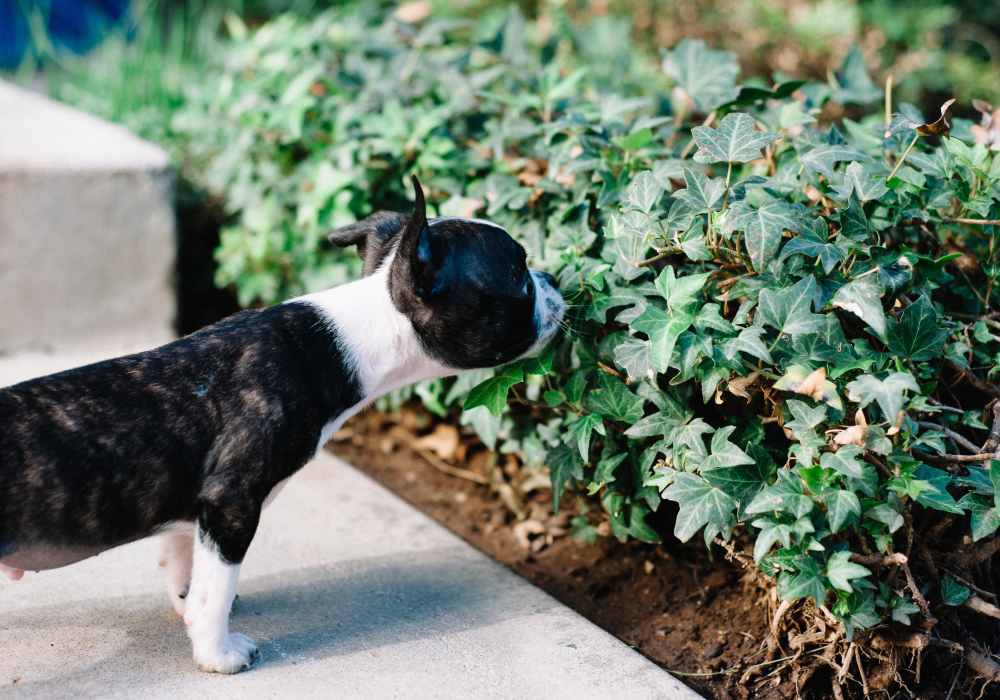 Resident dog sniffing some plants at Sofi Ocean Hills in Oceanside, California