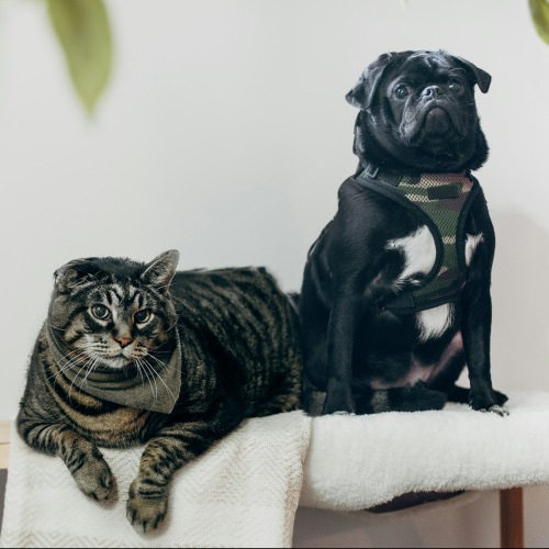 Pet Policy Image